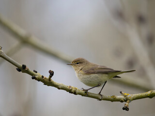 Chiffchaff, Phylloscopus collybita
