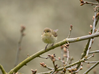 Chiffchaff, Phylloscopus collybita