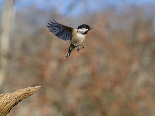 Coal tit, Periparus ater