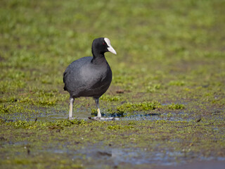 Coot, Fulica atra
