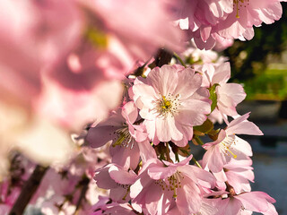 Pink cherry blossoms in spring