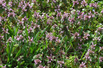 Pink small spring flowers bloom
