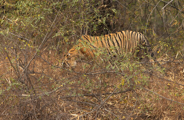 Fototapeta na wymiar A tiger inside the jungle of Tadoba Andhari Tiger Reserve, India