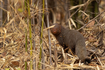 Ruddy mongoose in Tadoba Andahari Tiger Reserve, India