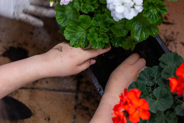 Planting peargonium and other potted flowers for balcony decoration. Spring arranging gardens and decorating balconies.