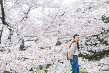 桜の花と女性