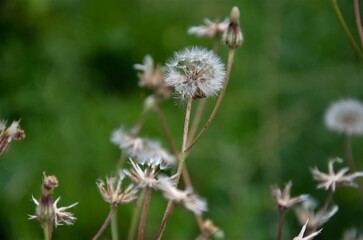 fluffy dandelion flies around on a background of grass