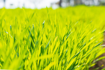 早春の麦畑（麦の若葉）