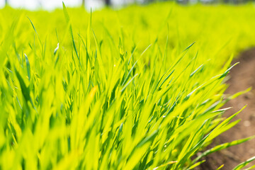 早春の麦畑（麦の若葉）