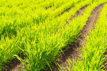 早春の麦畑（麦の若葉）