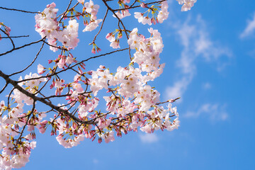 春の日差しと満開の桜