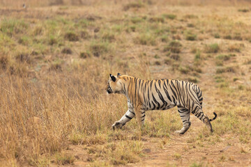 Tiger in the bank of Telia lake at Tadoba Andhari Tiger Reserve, India