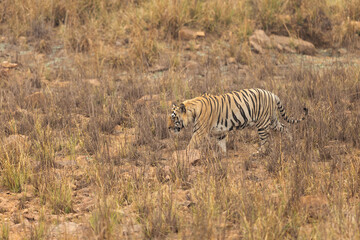 Tiger walking in the grasses near Telia lake at Tadoba Andhari Tiger Reserve, India