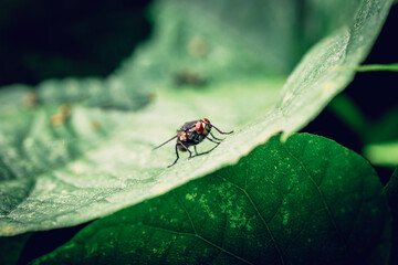 A closeup of a fly on a leaf