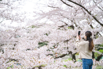 桜の花と女性