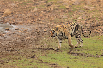 Tiger walking near Telia lake at Tadoba Andhari Tiger Reserve, India