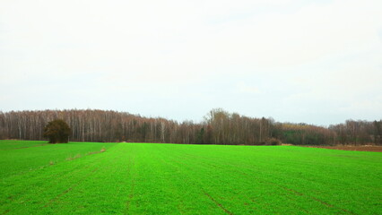 Fototapeta premium spring, farm