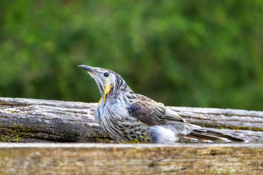 Yellow wattlebird, Anthochaera paradoxa, also known as the long or Tasmanian wattlebird, the largest of the honeyeaters, and is endemic to Tasmania.