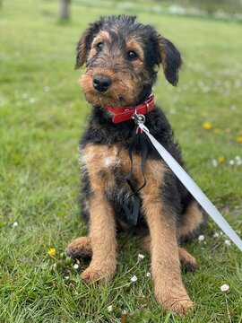 portrait of an airedale terrier puppy