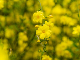 春の野に咲く黄色い花