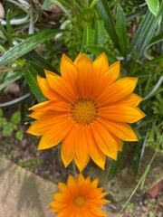 orange flower in the garden