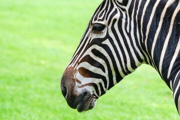 Fototapeta na wymiar zebra head close up showing profile or side on face with eye, nostril and closed mouth