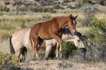 Obraz na płótnie Canvas Wild Horses in Fall in the Wyoming Desert