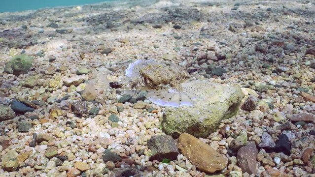 Common Seamoth, Little Dragonfish or Short Dragonfish (Eurypegasus draconis)  swim over rocky bottom on sunny day in sunbeams, slow motion
