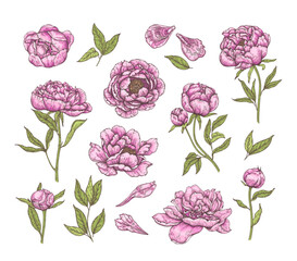 Elegant colorful flowers set in vintage sketch style. Pink peony, rose, bud, petals, leaves for pattern, textile, wallpapers, postcard.