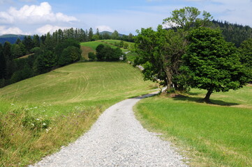 Fototapeta na wymiar Droga w górach z drzewami i lasem w tle