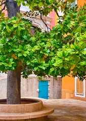 Beautiful Southern Magnolia tree in the street in Villefranche sur Mer