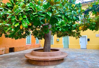 Beautiful Southern Magnolia tree in the street in Villefranche sur Mer