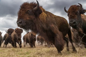 Wandcirkels tuinposter Bison Stampede © Aaron