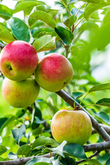 Fresh apples grow in the orchard