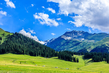 Green grassland natural landscape in Xinjiang, China. Beautiful forest and mountain with green grass in the summer.