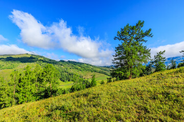 Green grassland natural landscape in Xinjiang, China. green mountain and tree scenery in summer.