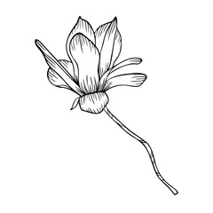 illustration of magnolia flower