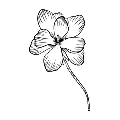Line art clipart with Magnolia flower
