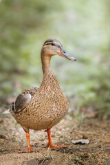 A closeup shot of a cute big brown duck