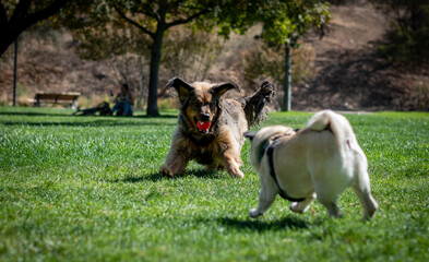 Two dogs playing in the park, a Brown dog and a pug playing with a red ball