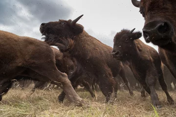 Rolgordijnen Bison Roundup © Aaron