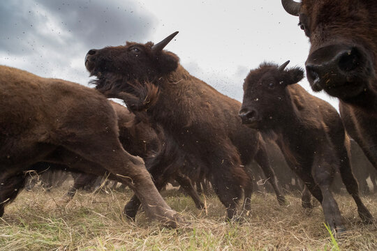 Bison Roundup
