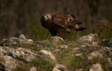 Fototapeta premium Macho de aguila real alimentándosela