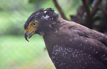 The crested serpent eagle, Spilornis cheela is a medium sized bird of prey that is found in forested habitats across tropical Asia