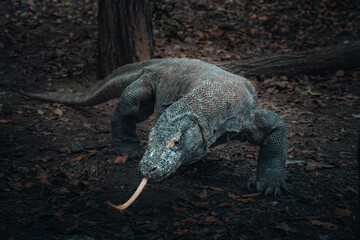 Komodo dragon is on the ground. Interesting perspective. The low point shooting. Indonesia. Komodo...