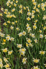 Field of yellow daffodils or narcissus flowers in full bloom, with green leaves. A symbol of spring and renewal.