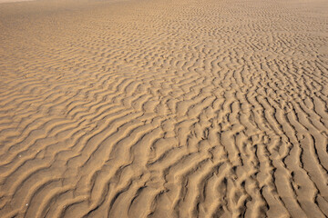 Wet sandy background. Beach sand texture