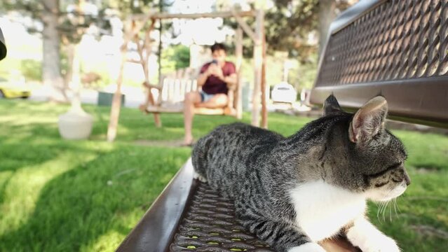 Man takes cute pictures of their grey and white cat while at the park