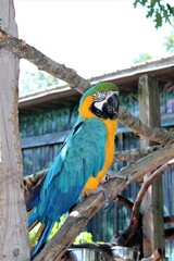 Blue and Gold Macaw Portrait