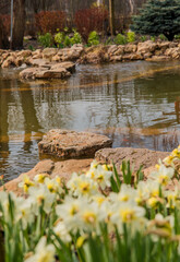 Fototapeta na wymiar pond with flowers